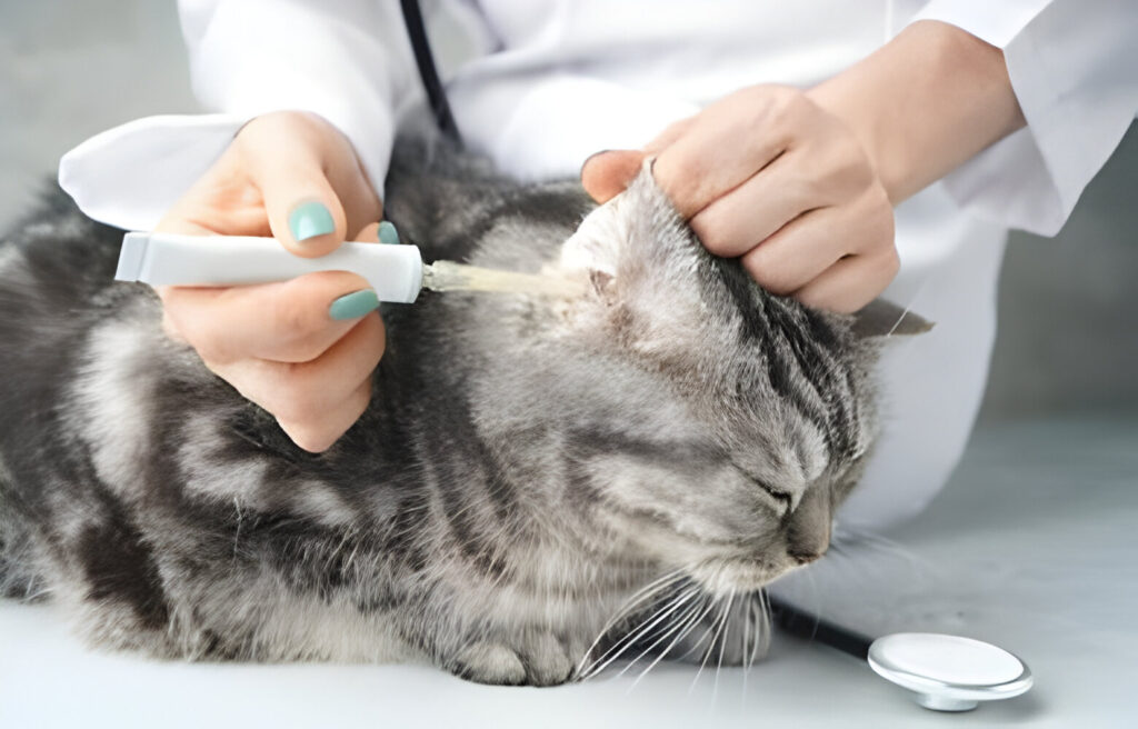 ear mite medicine for cats